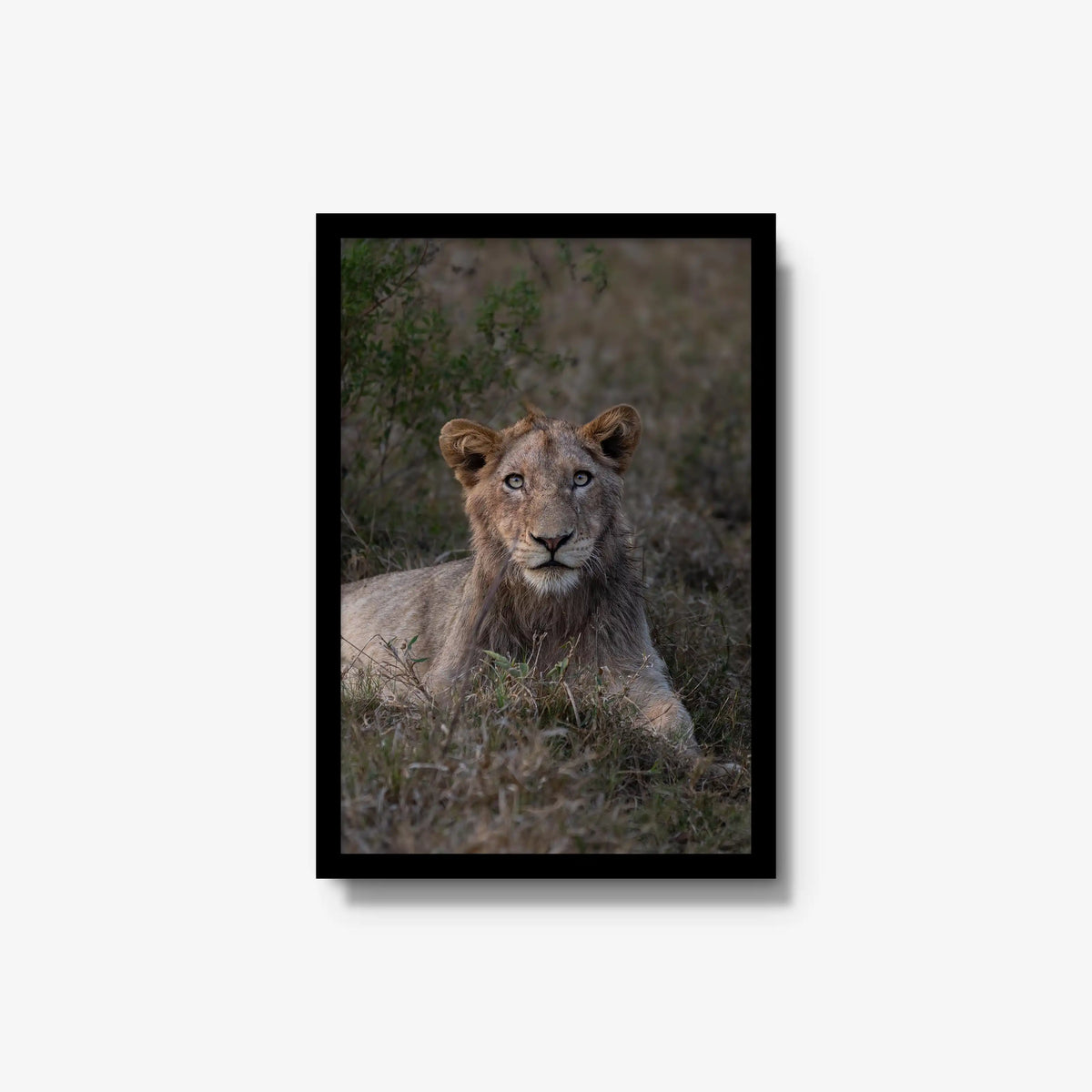 Not Yet a King — medium / black / full