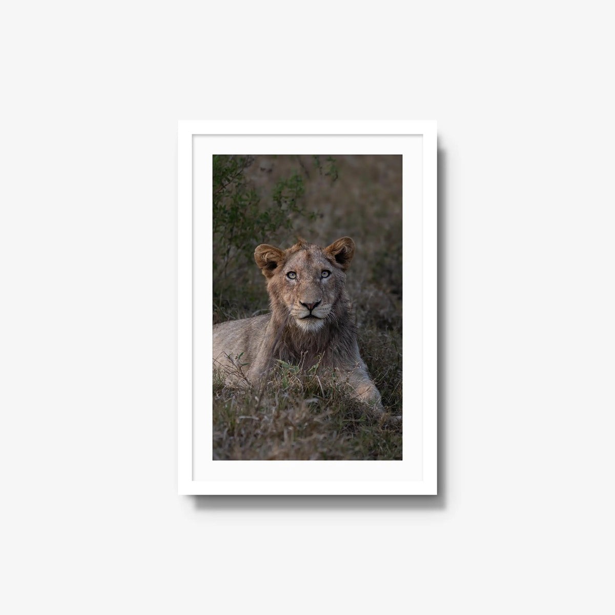 Not Yet a King — medium / white / mat