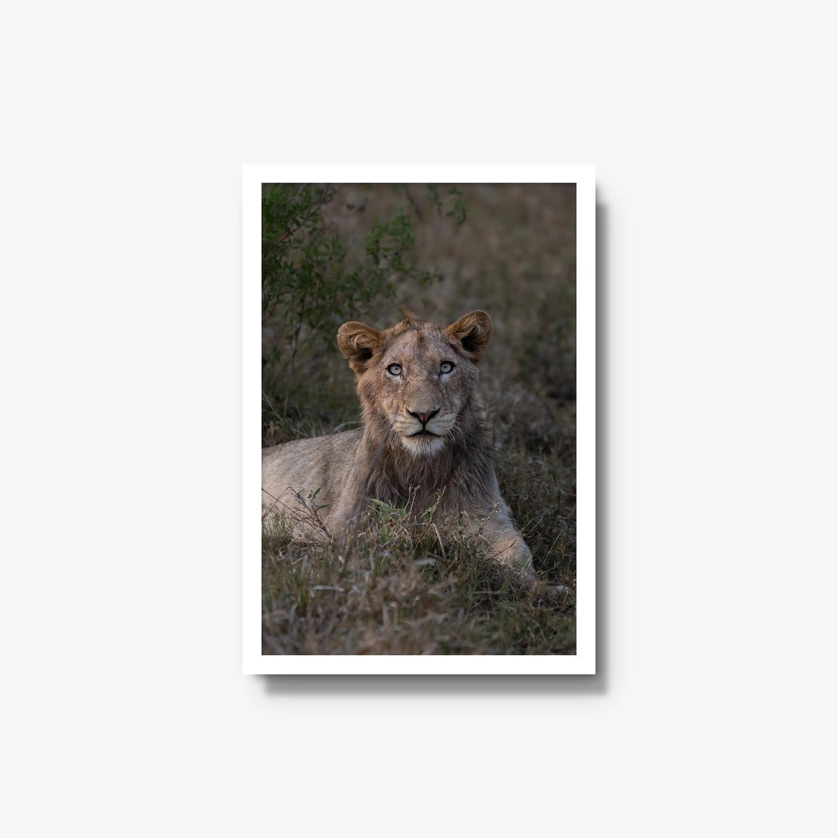 Not Yet a King — medium / white / full