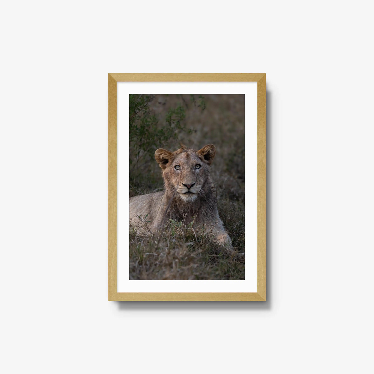 Not Yet a King — medium / natural / mat