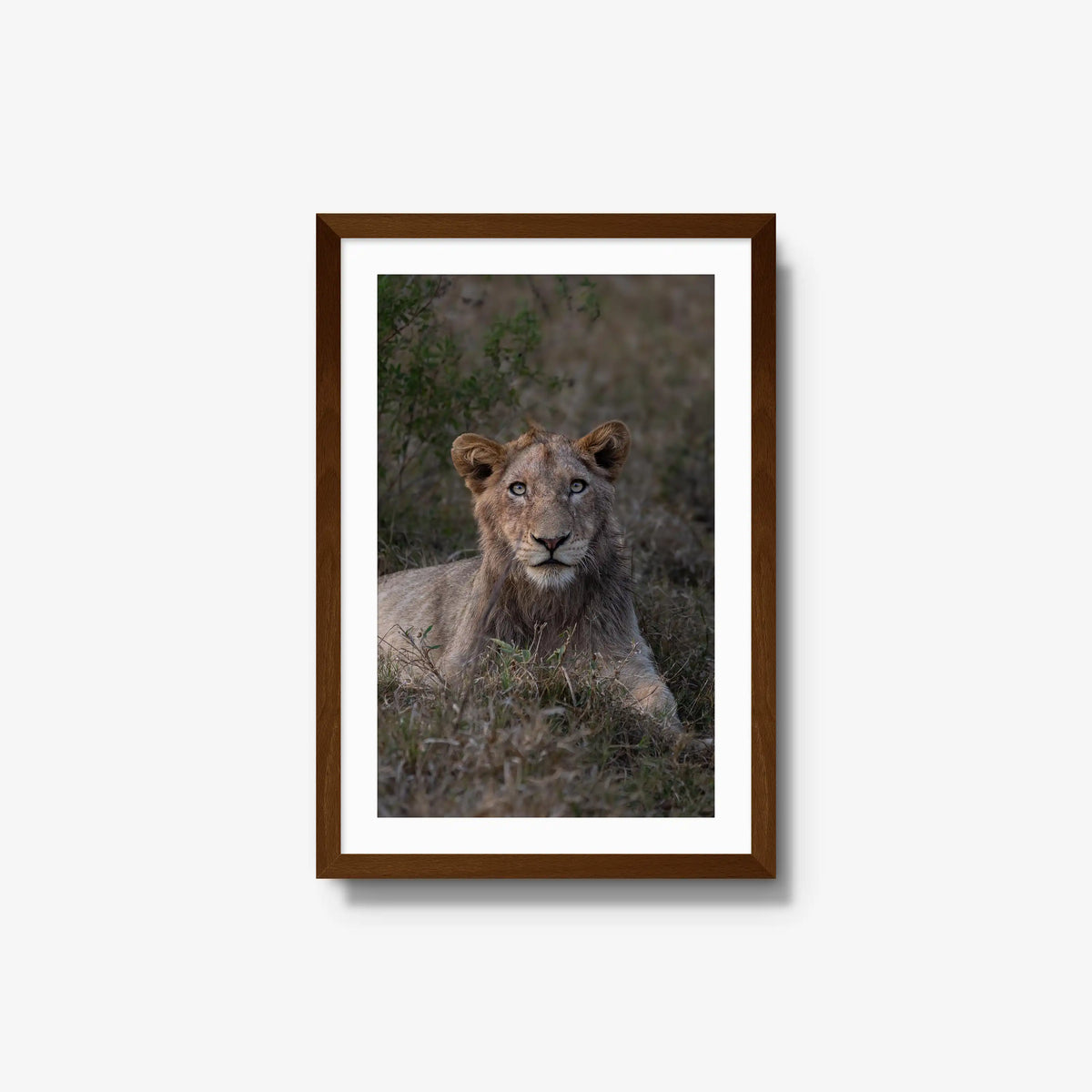 Not Yet a King — medium / brown / mat