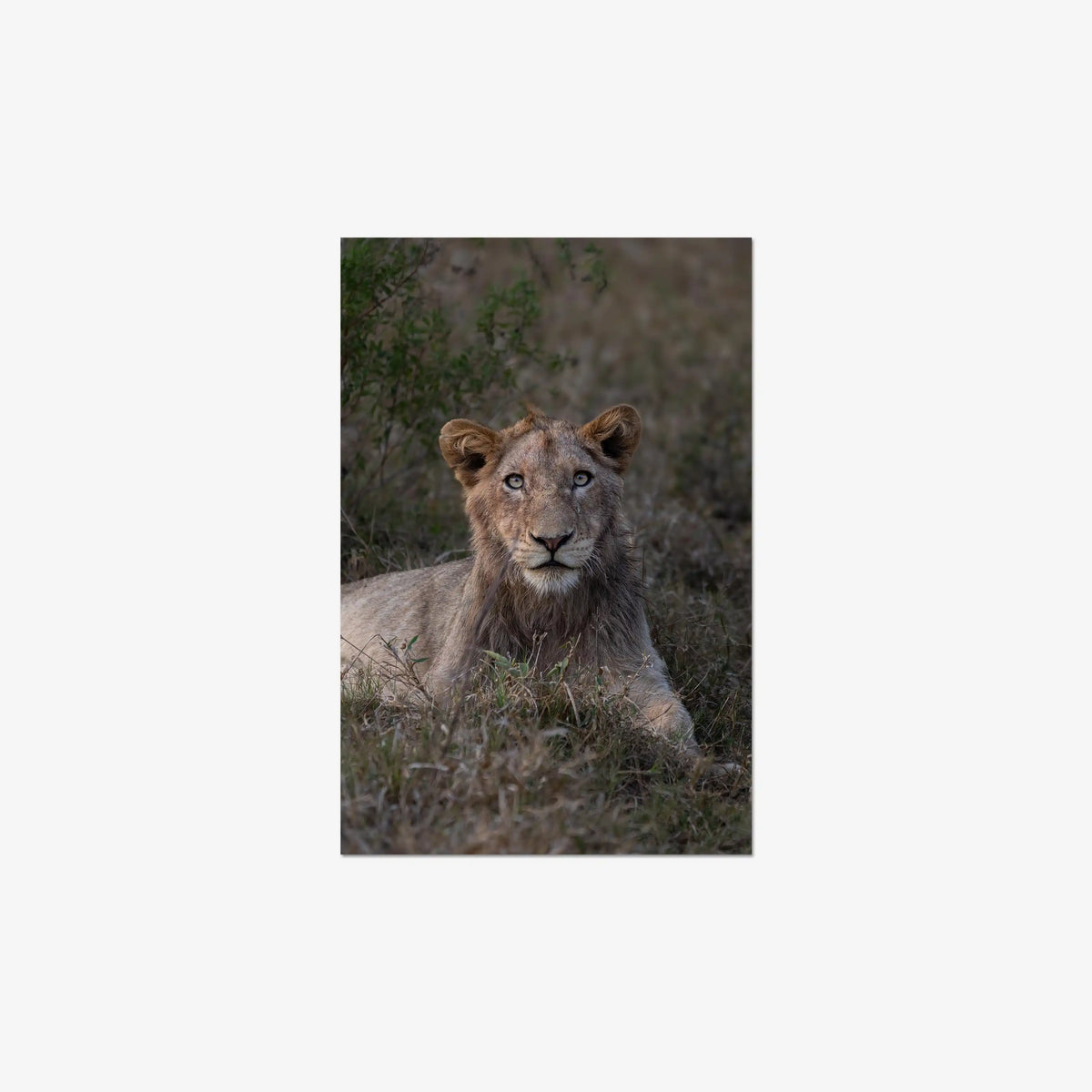 Not Yet a King — medium / print / n/a