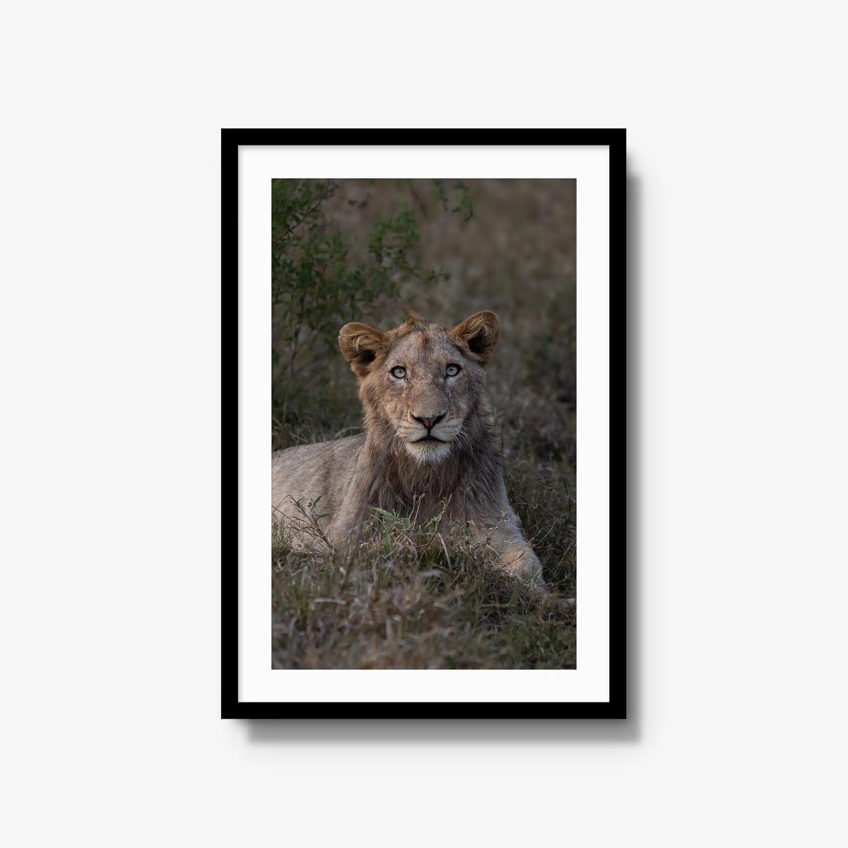 Not Yet a King — large / black / mat