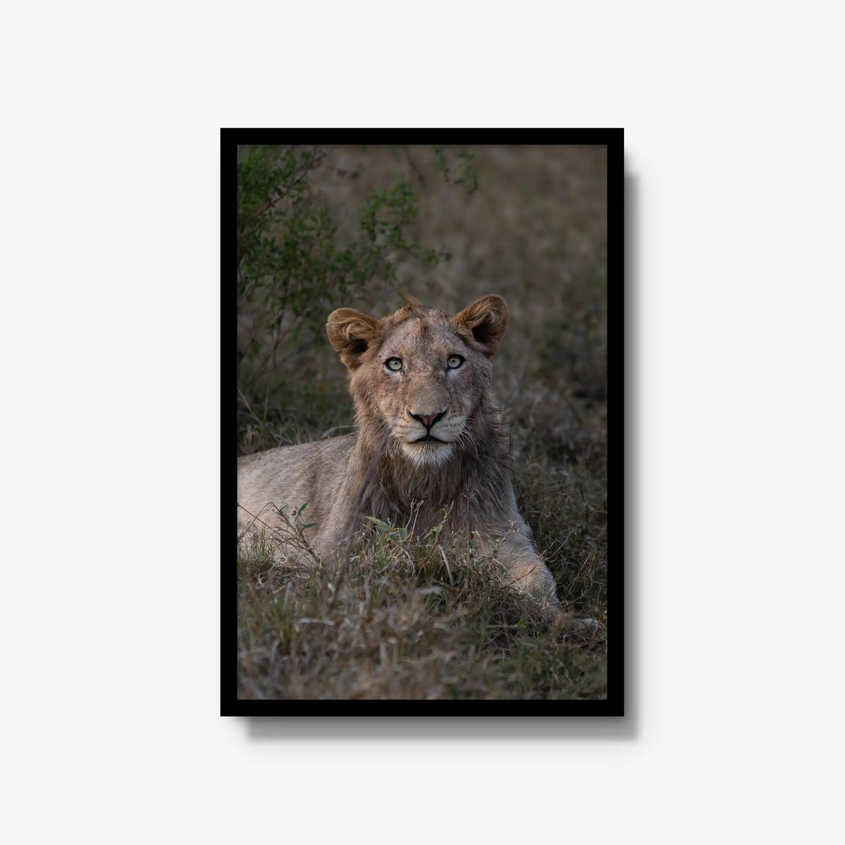 Not Yet a King — large / black / full