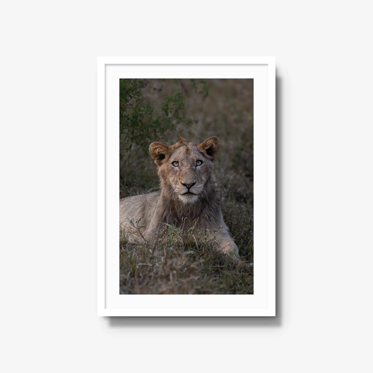 Not Yet a King — large / white / mat