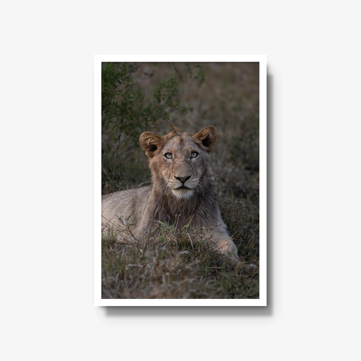 Not Yet a King — large / white / full