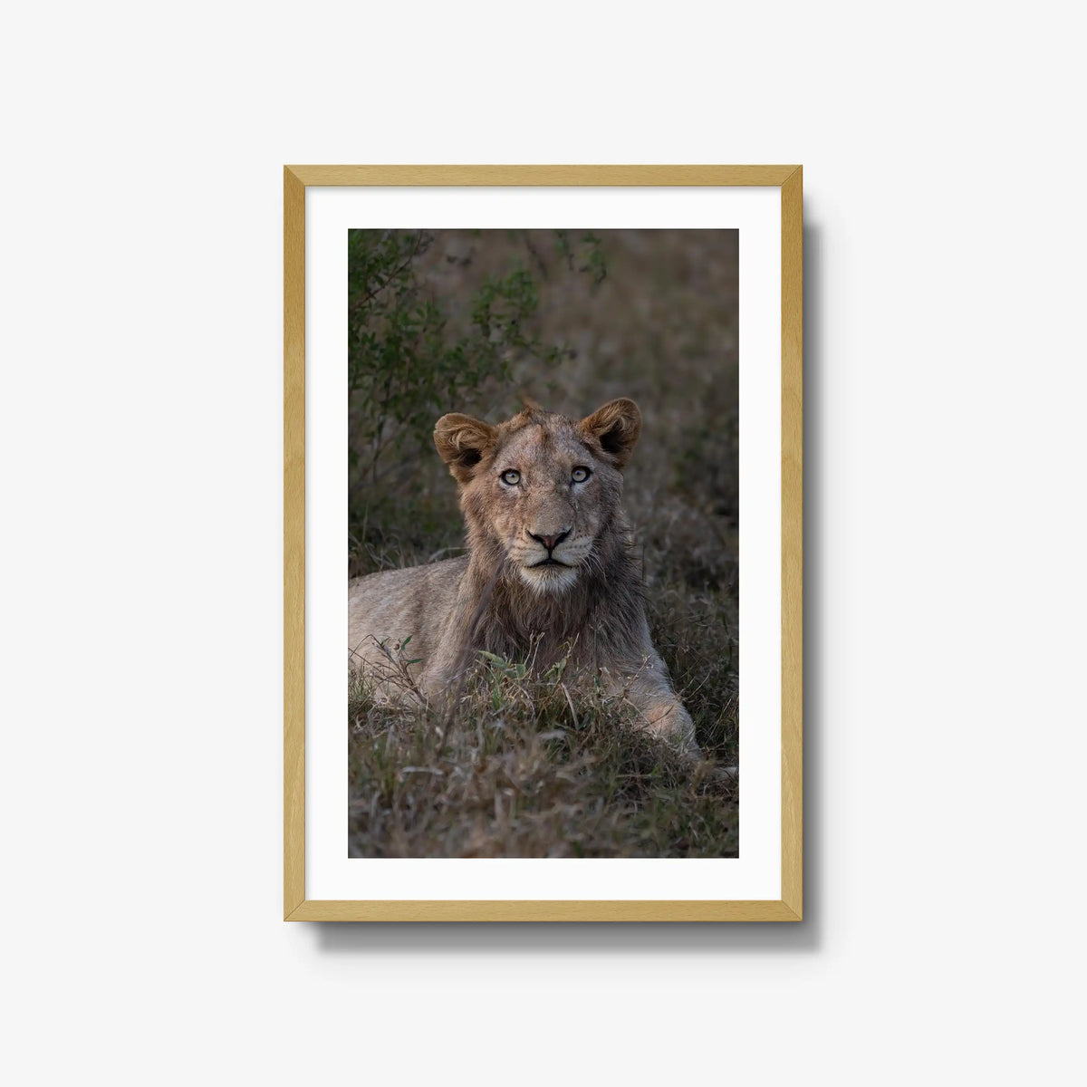 Not Yet a King — large / natural / mat