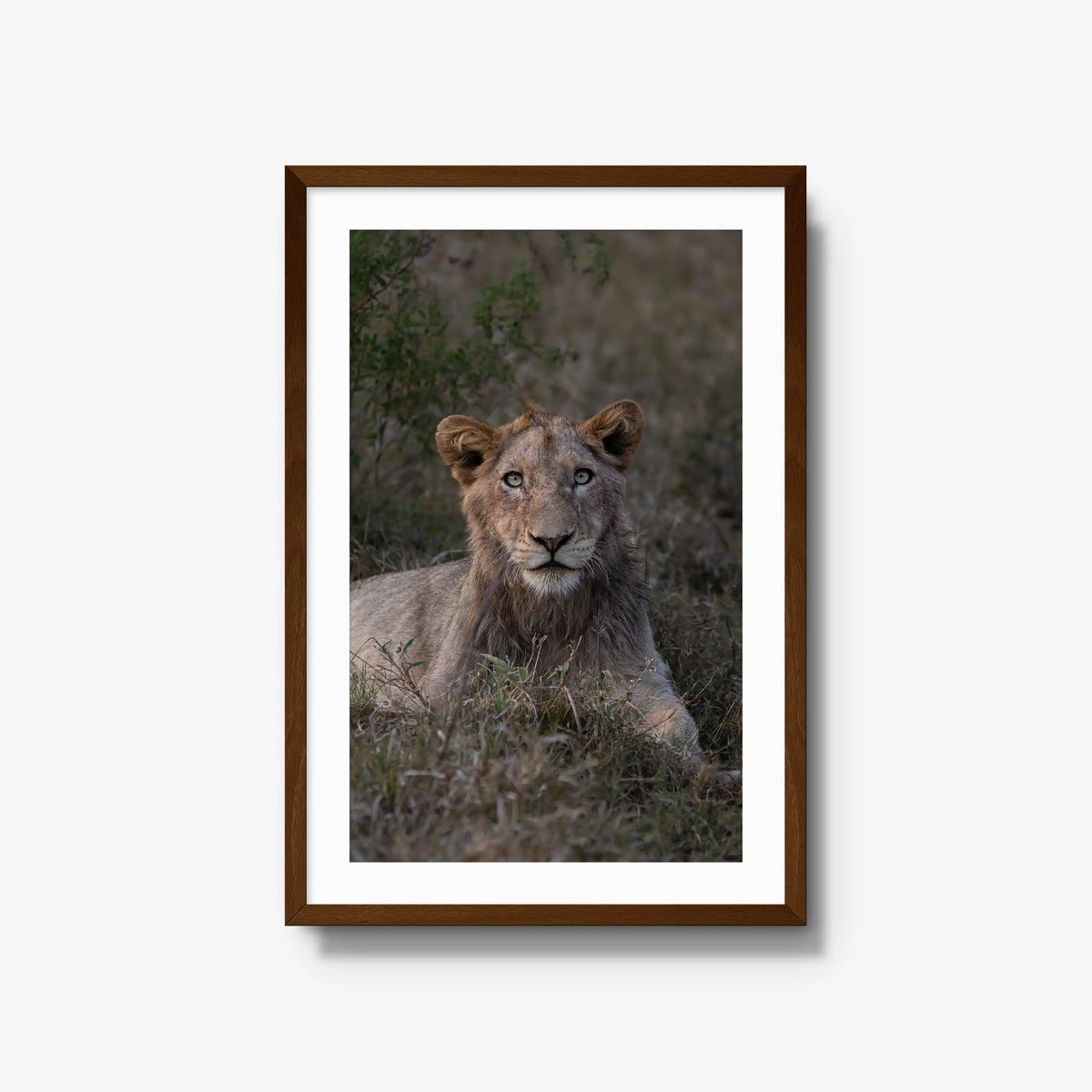 Not Yet a King — large / brown / mat