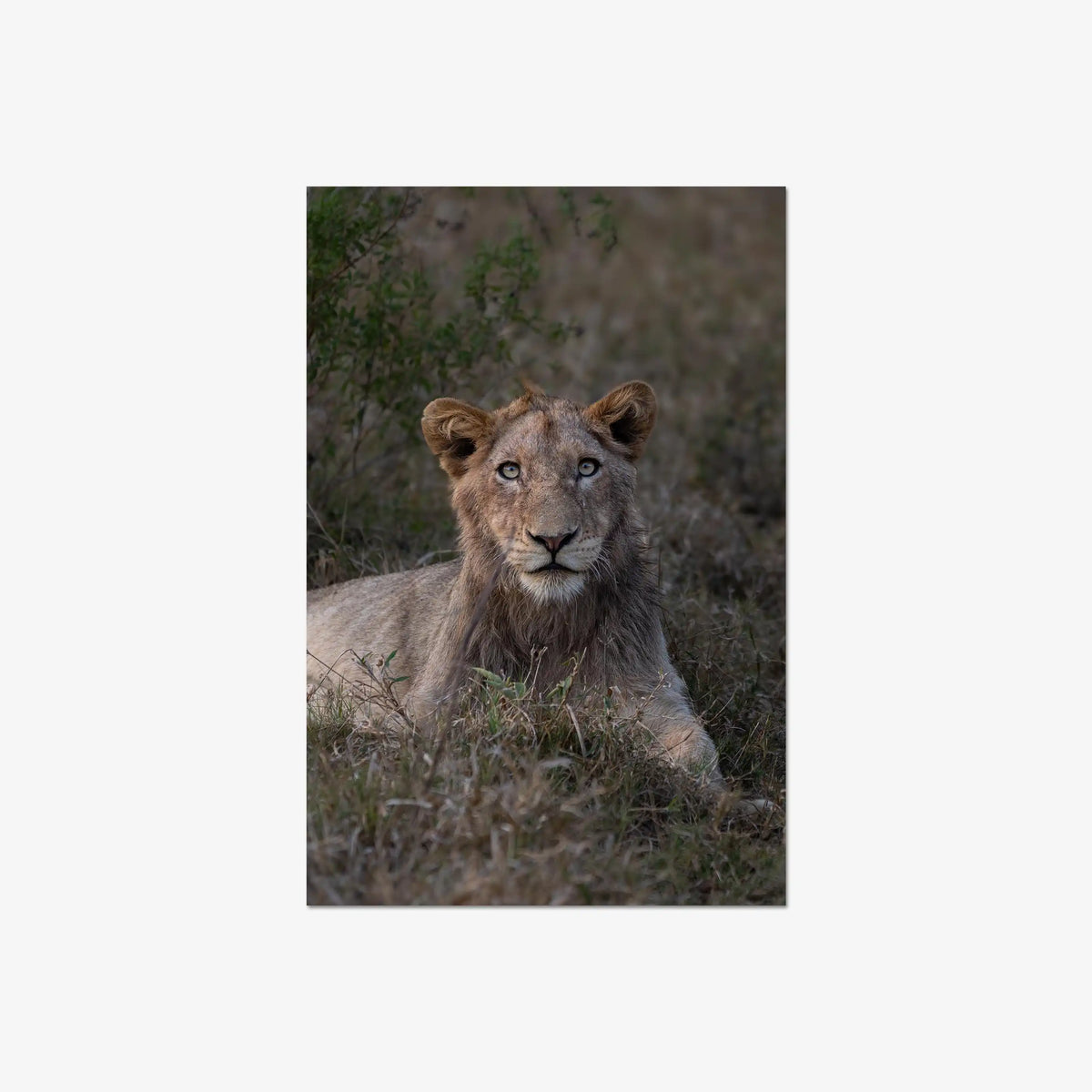 Not Yet a King — large / print / n/a