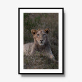 Not Yet a King — gallery / black / mat