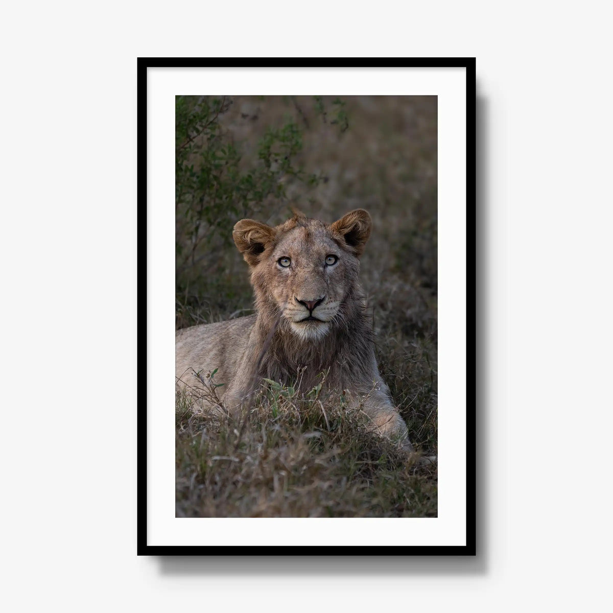 Not Yet a King — gallery / black / mat