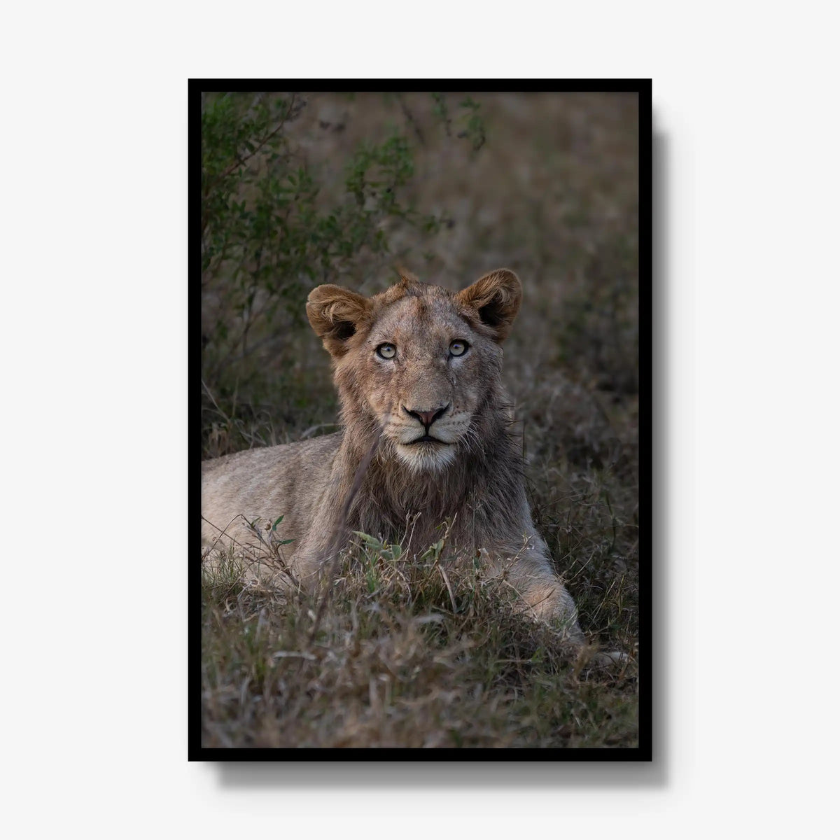 Not Yet a King — gallery / black / full