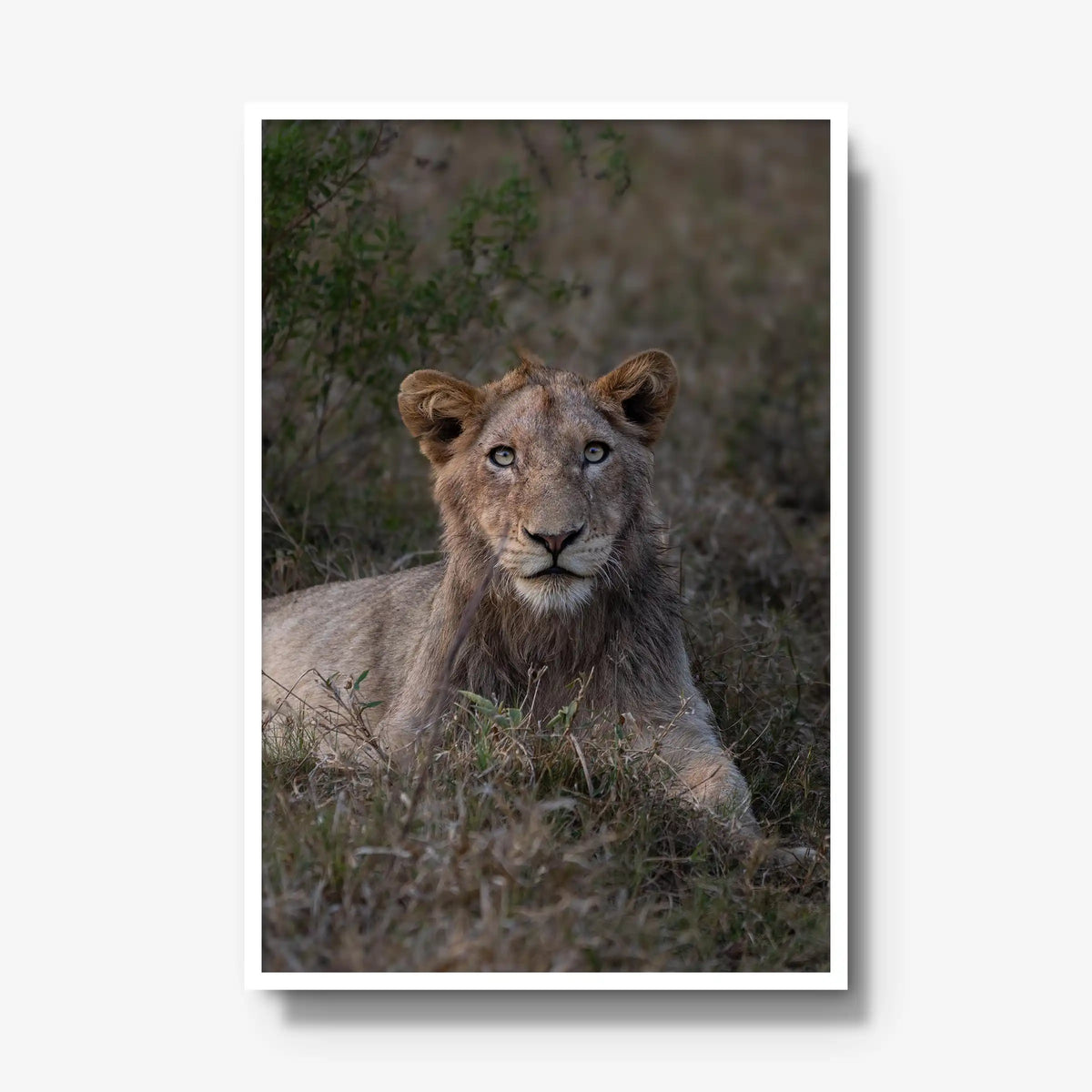 Not Yet a King — gallery / white / full