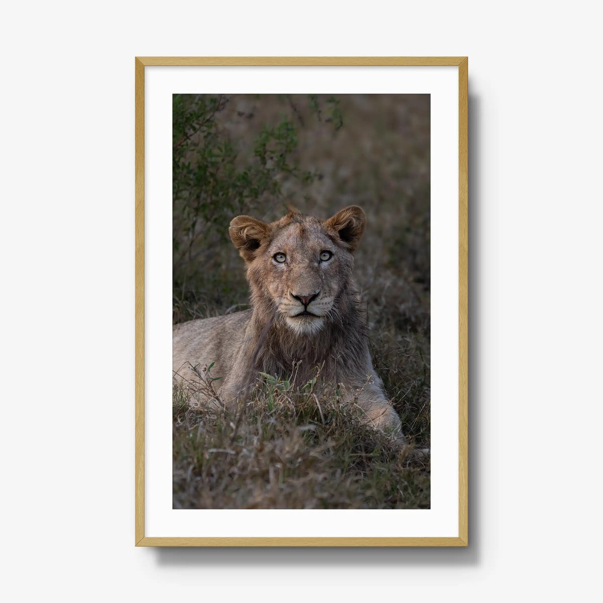 Not Yet a King — gallery / natural / mat