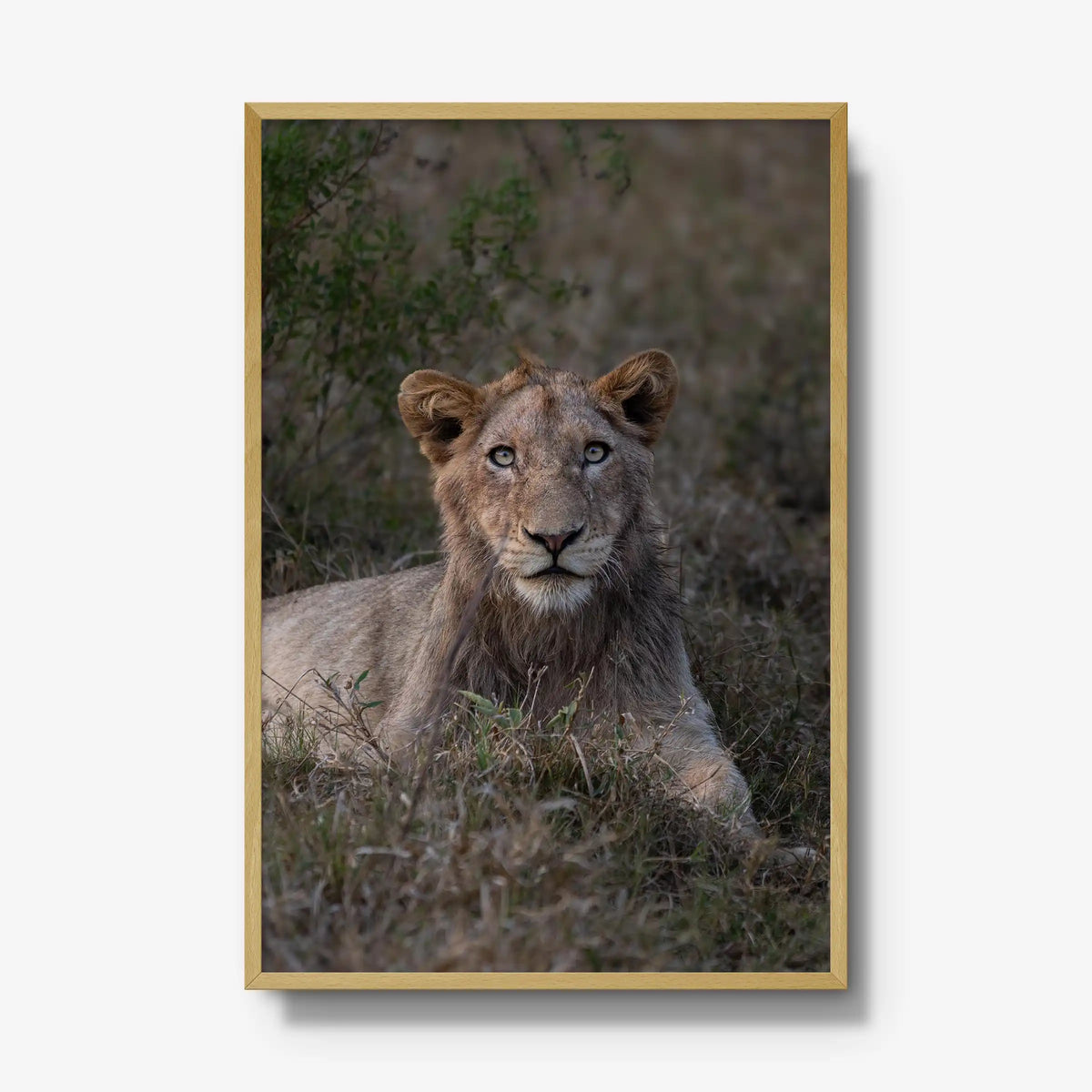 Not Yet a King — gallery / natural / full