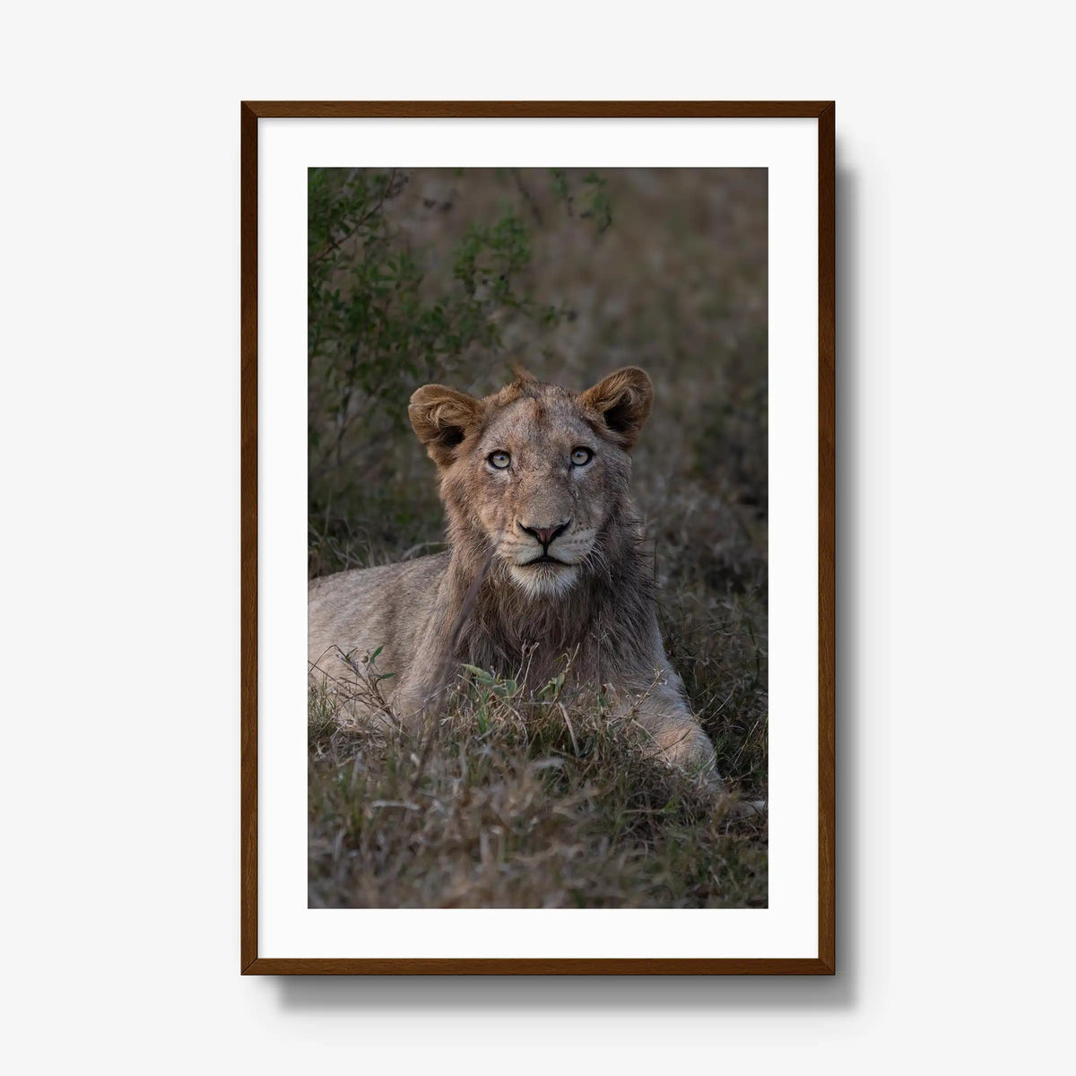 Not Yet a King — gallery / brown / mat