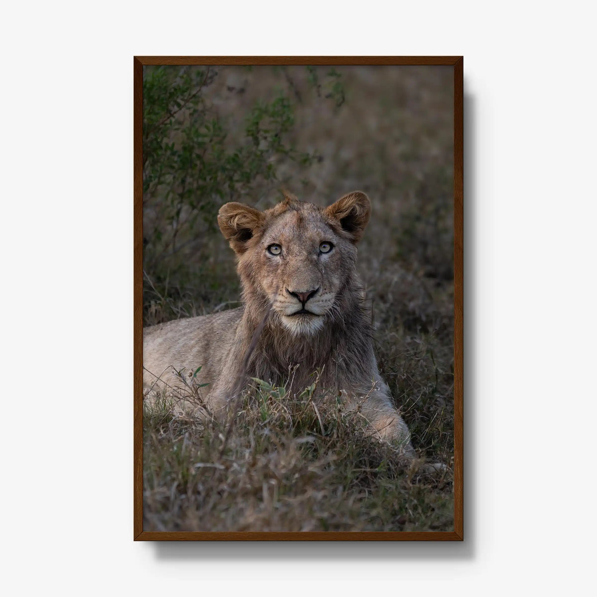 Not Yet a King — gallery / brown / full