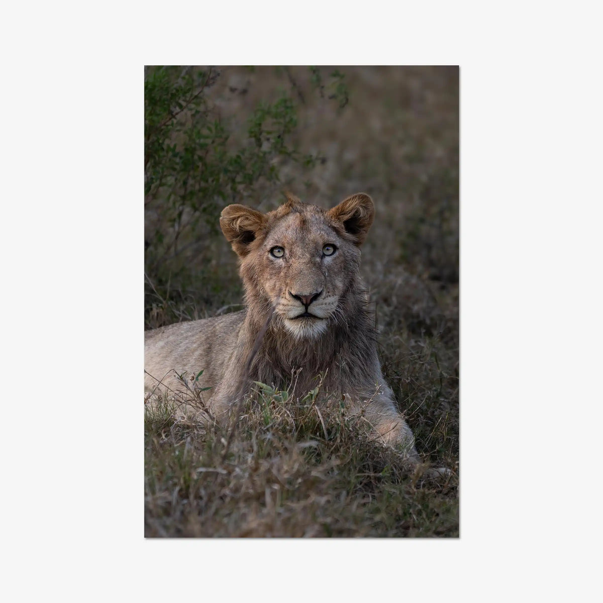 Not Yet a King — gallery / print / n/a