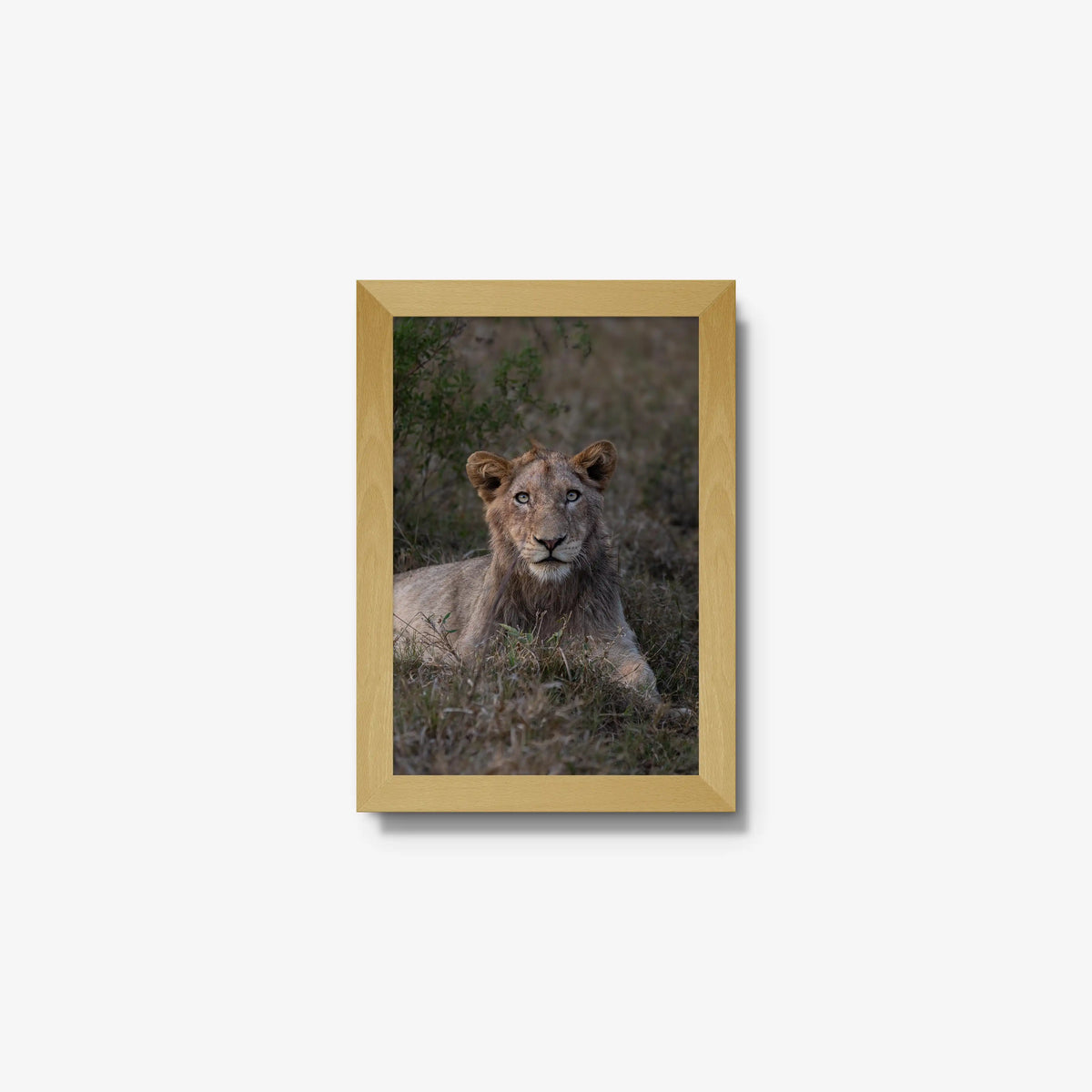 Not Yet a King — mini / natural / full