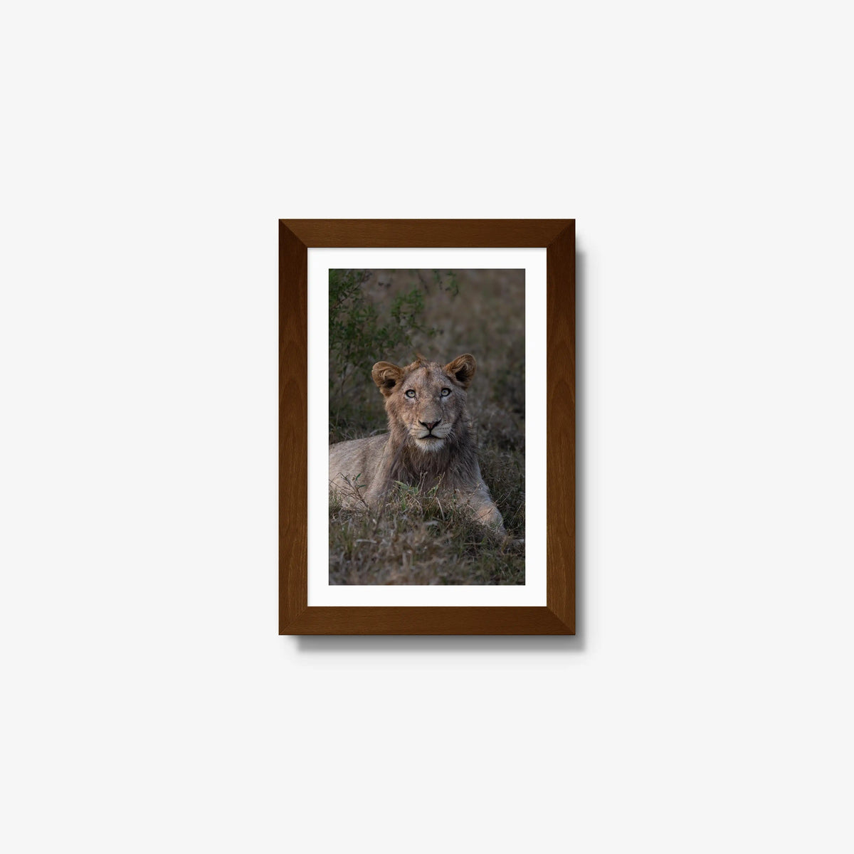 Not Yet a King — mini / brown / mat