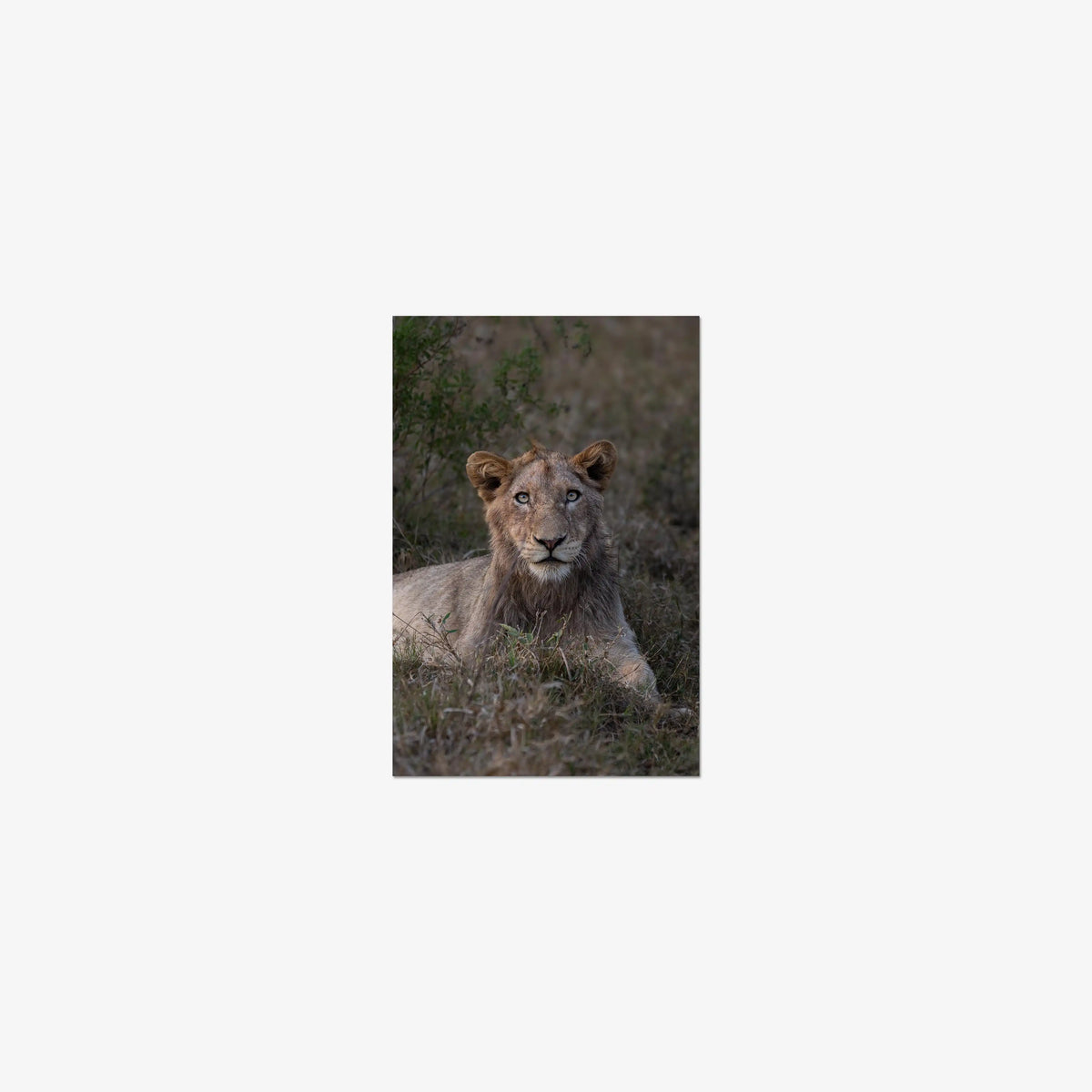 Not Yet a King — mini / print / n/a
