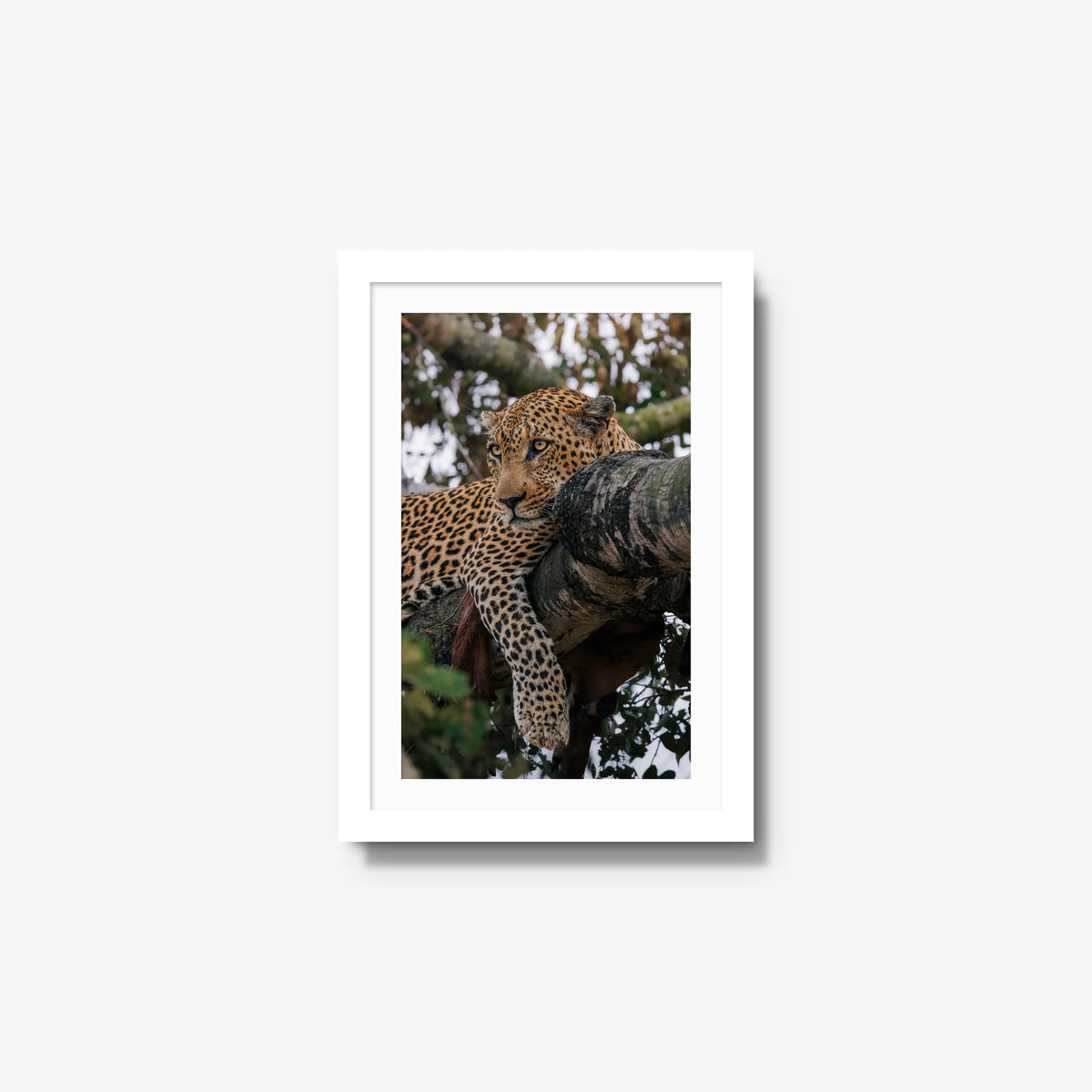 Ntima — small / white / mat