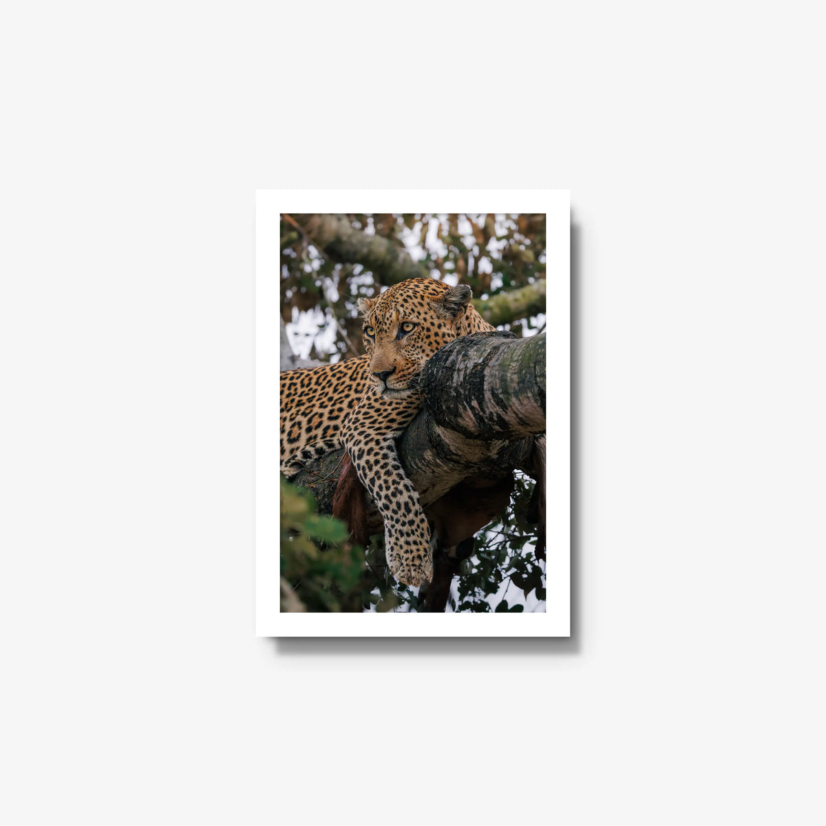Ntima — small / white / full