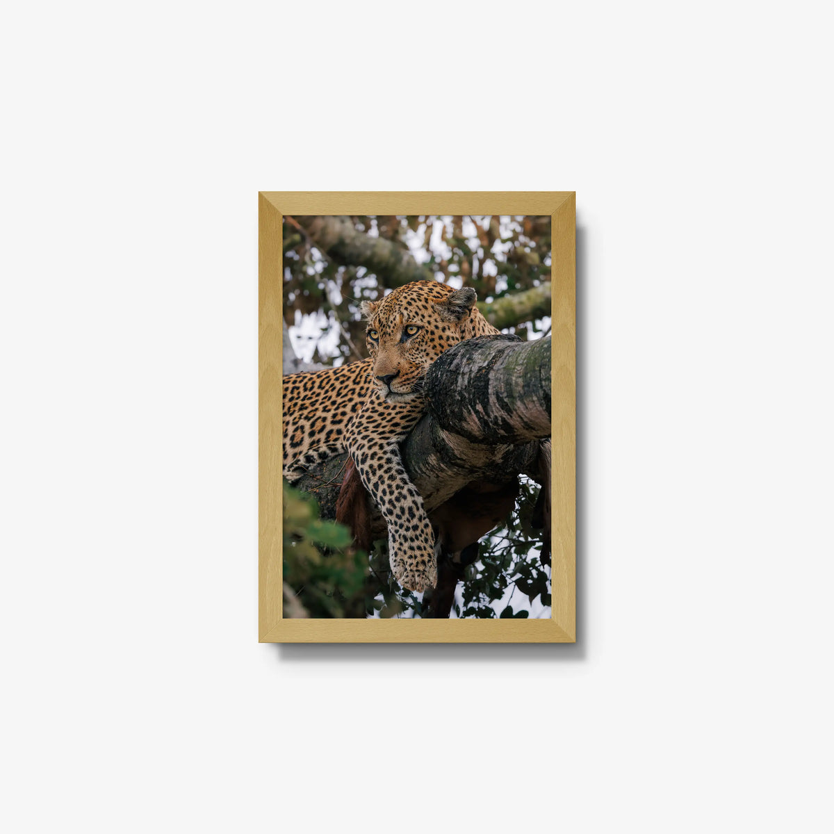 Ntima — small / natural / full