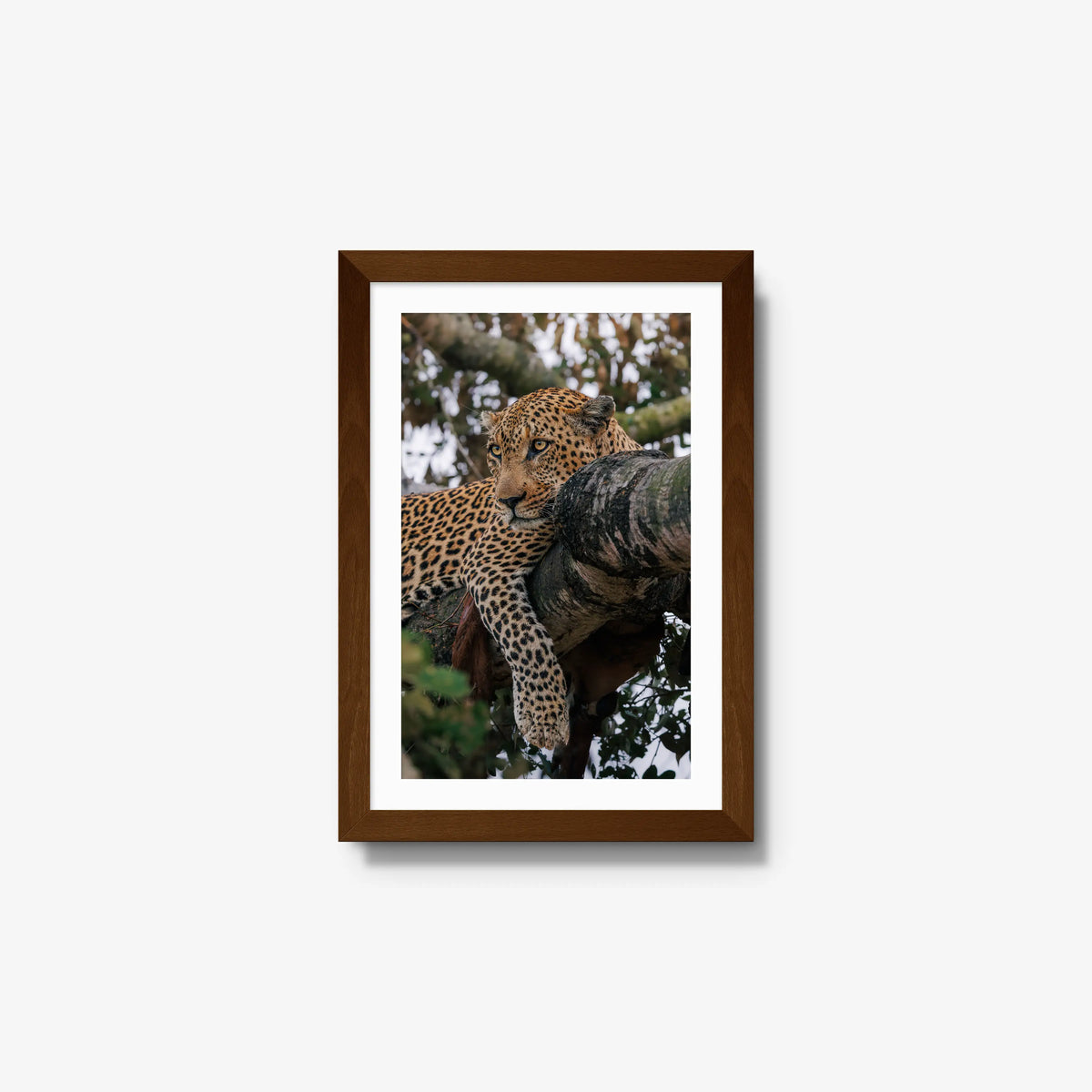 Ntima — small / brown / mat