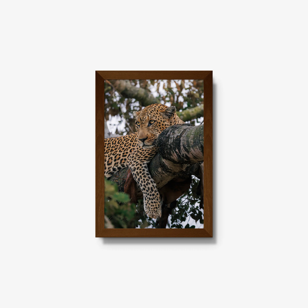 Ntima — small / brown / full
