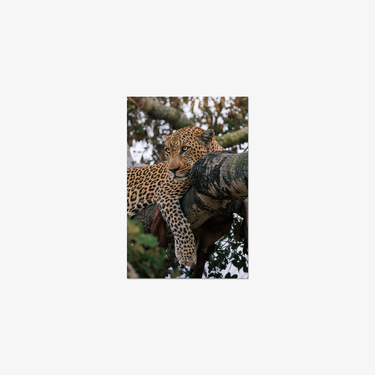 Ntima — small / print / n/a