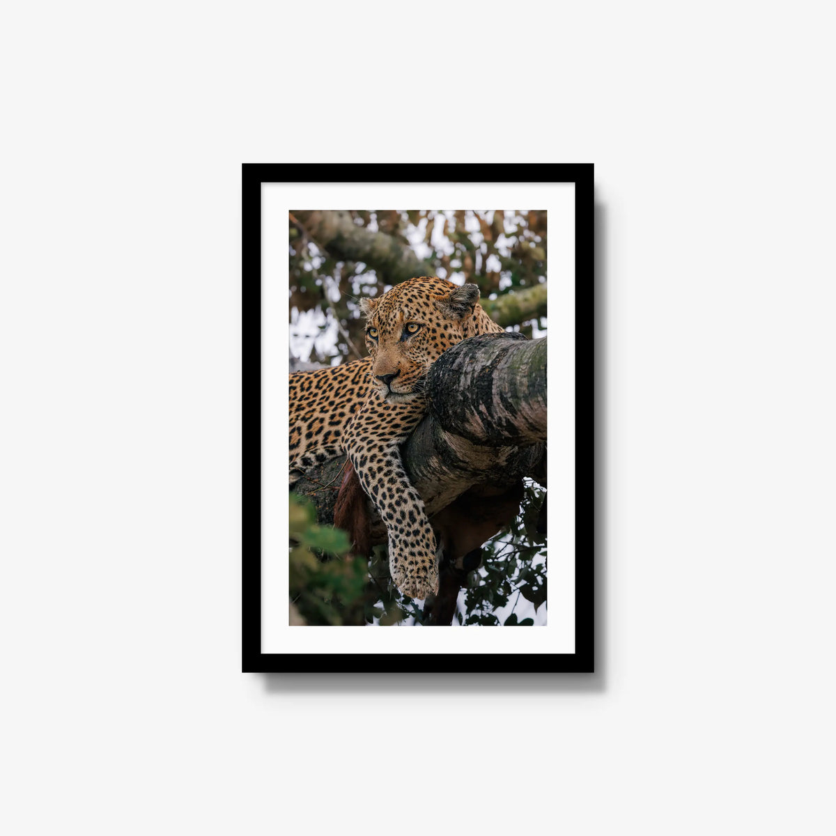 Ntima — medium / black / mat