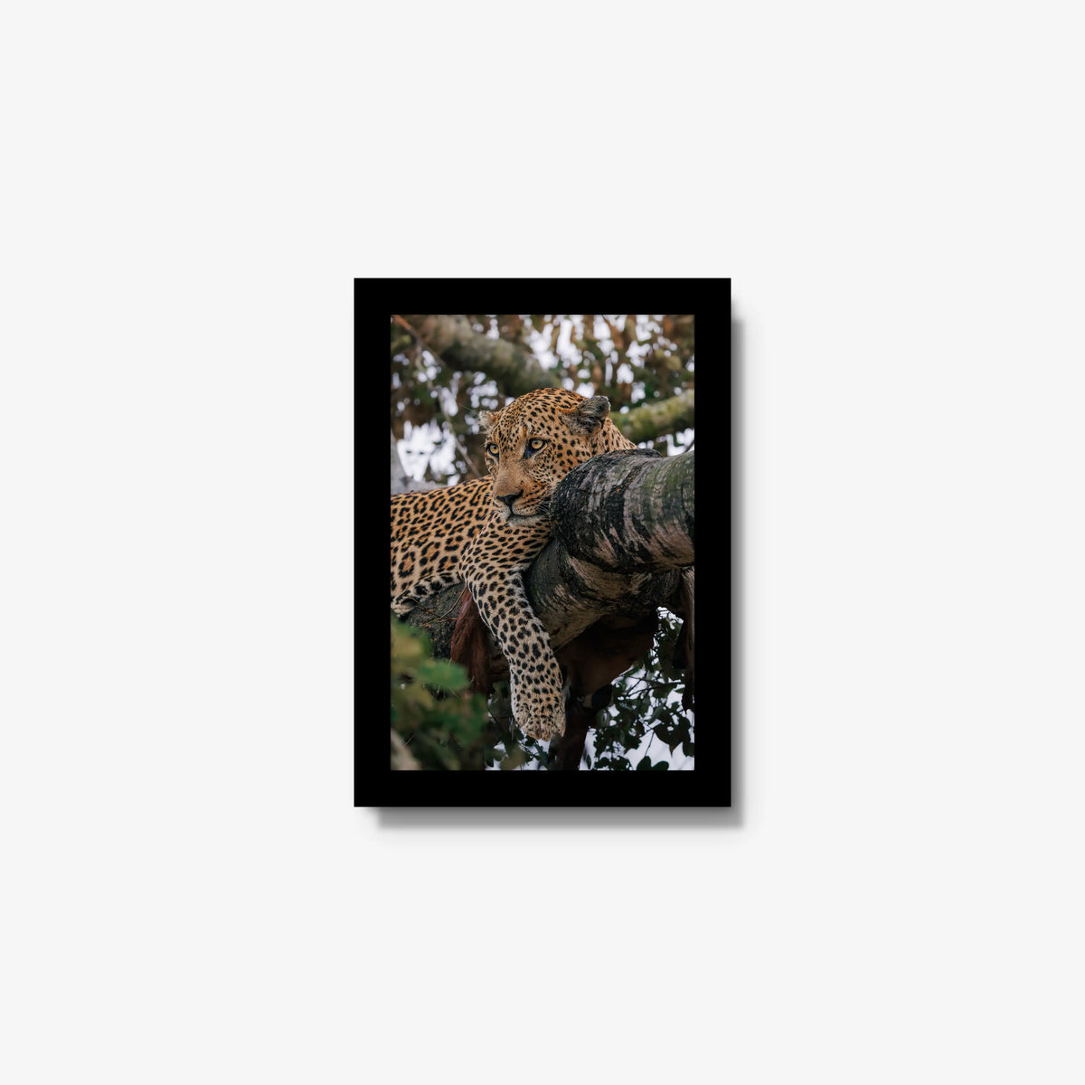 Ntima — mini / black / full