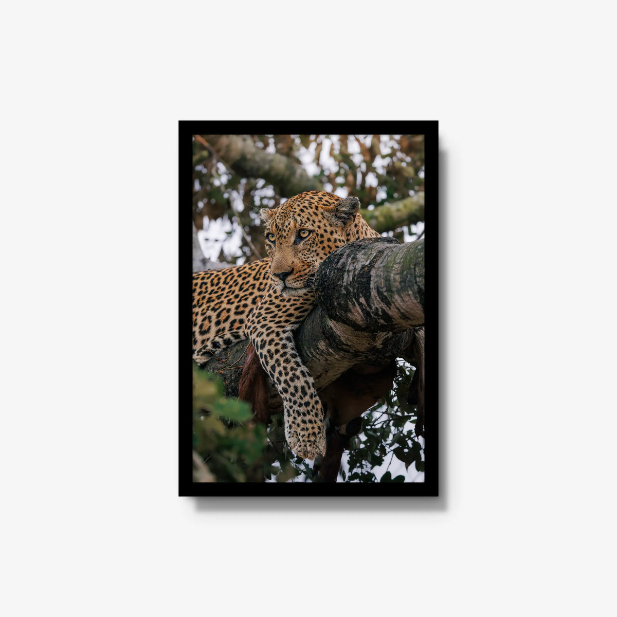 Ntima — medium / black / full