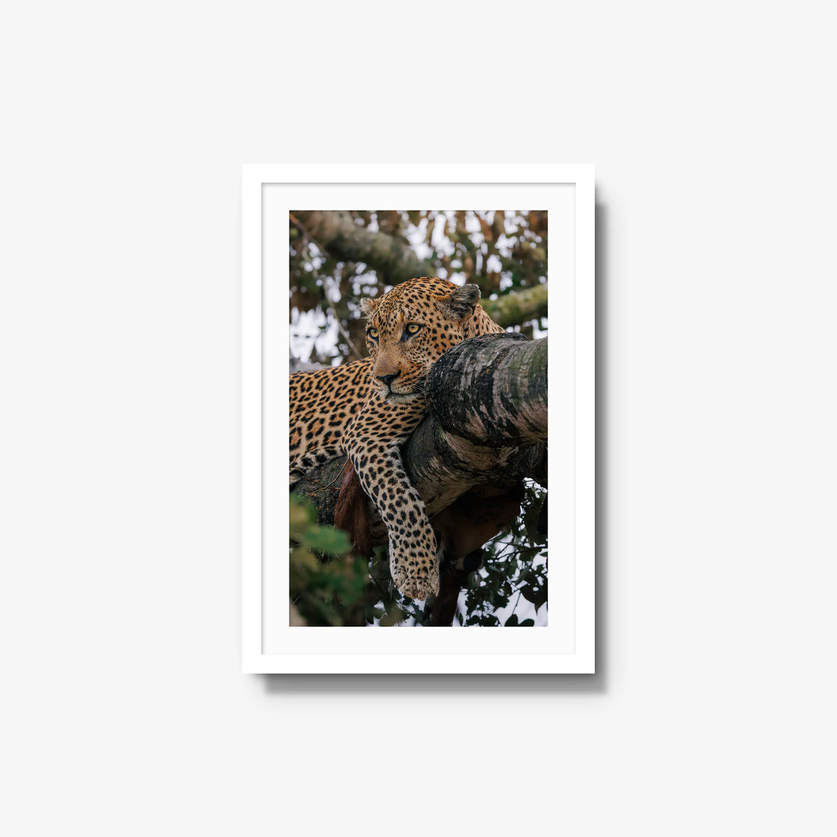 Ntima — medium / white / mat