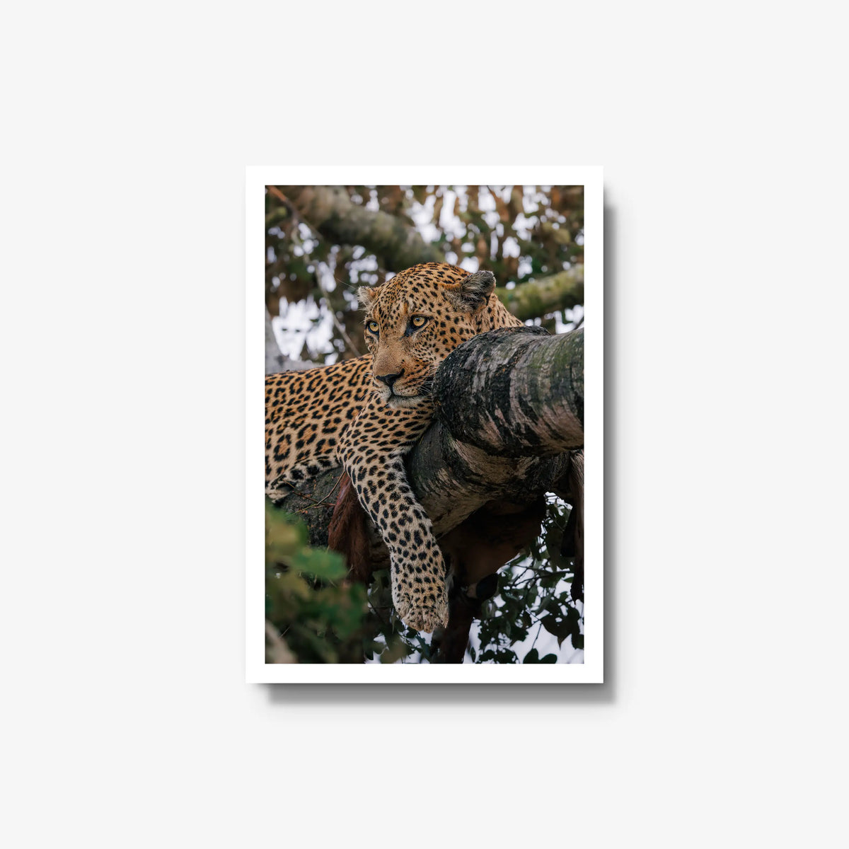Ntima — medium / white / full