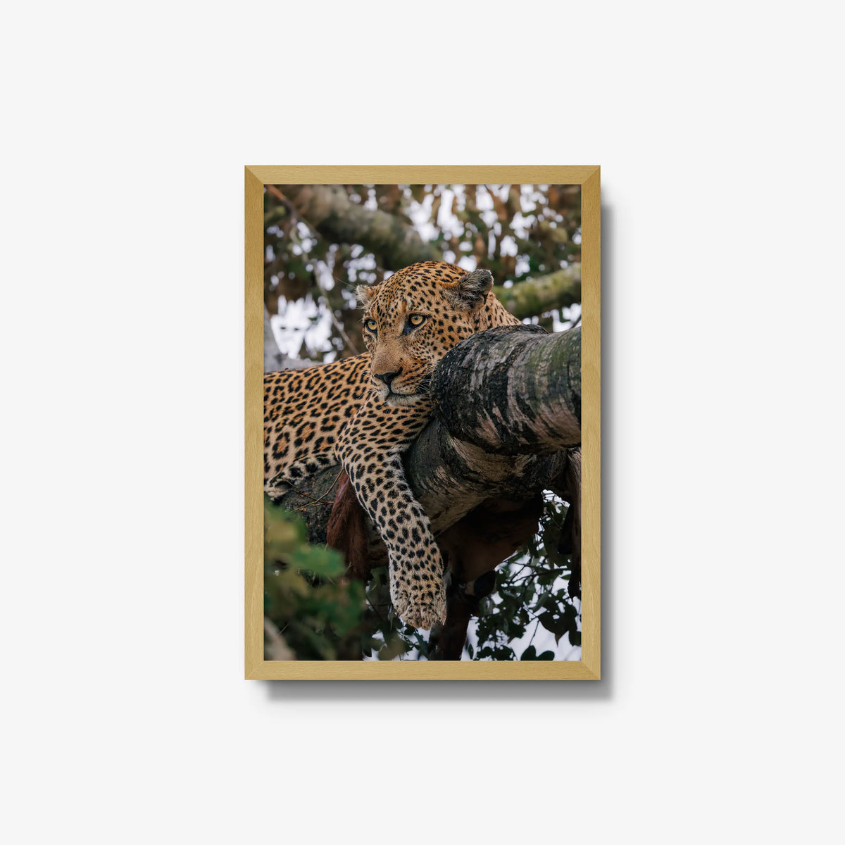 Ntima — medium / natural / full