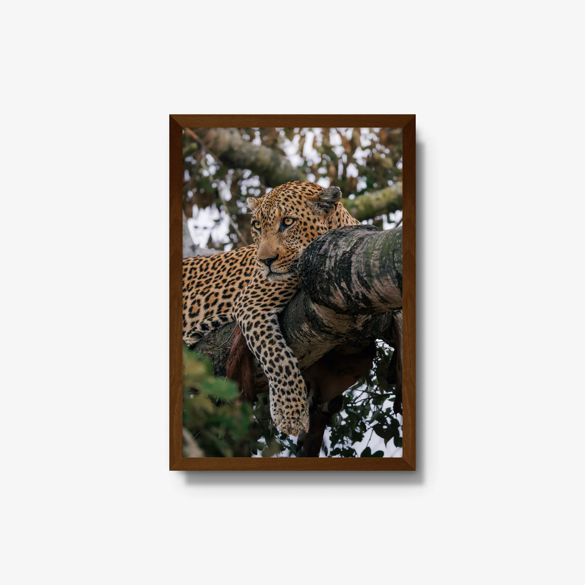 Ntima — medium / brown / full