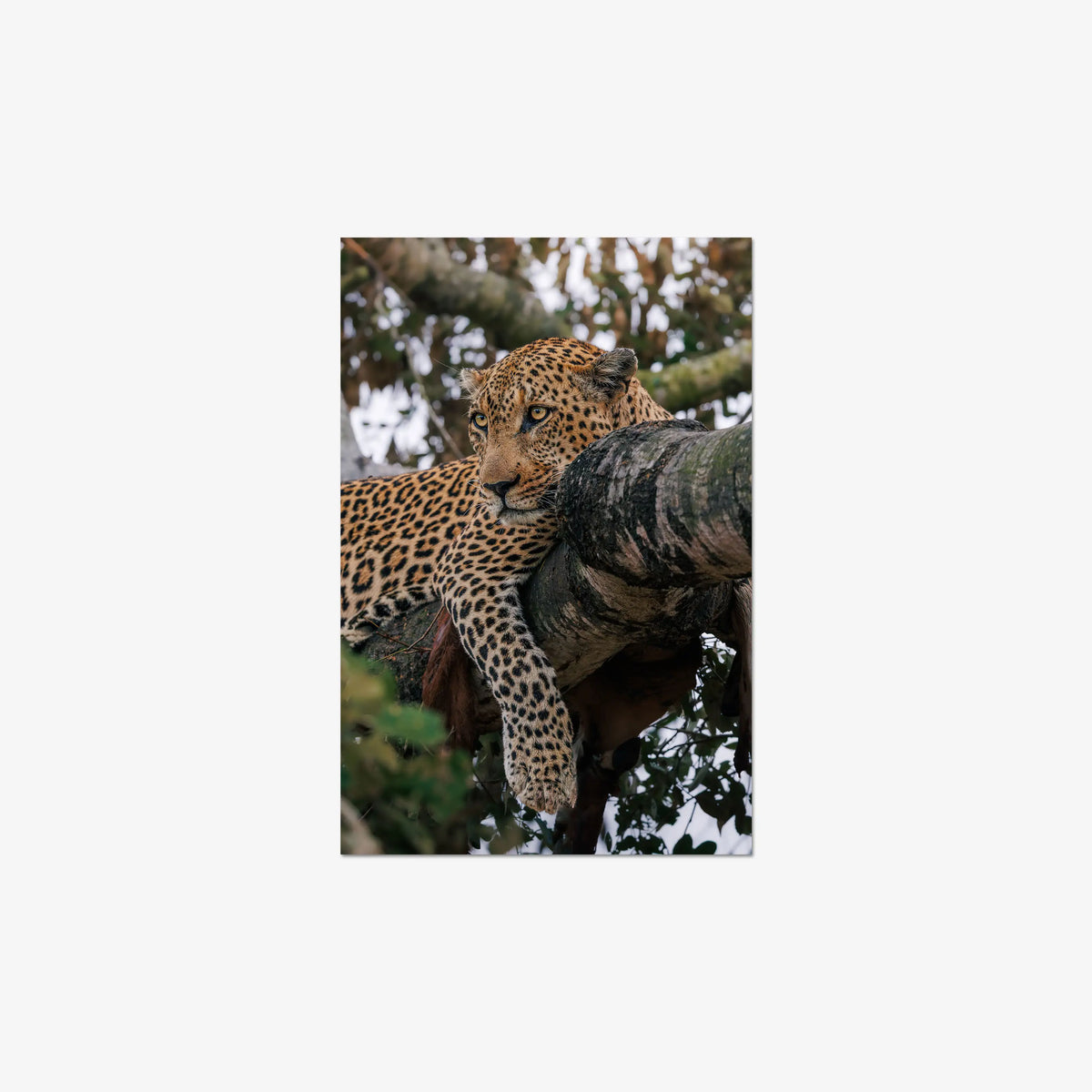 Ntima — medium / print / n/a