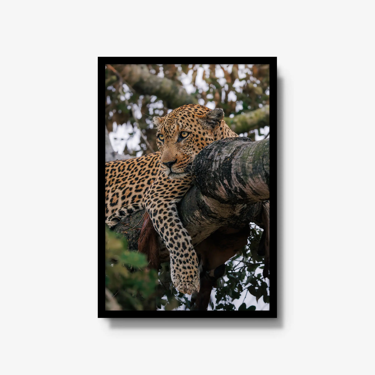 Ntima — large / black / full