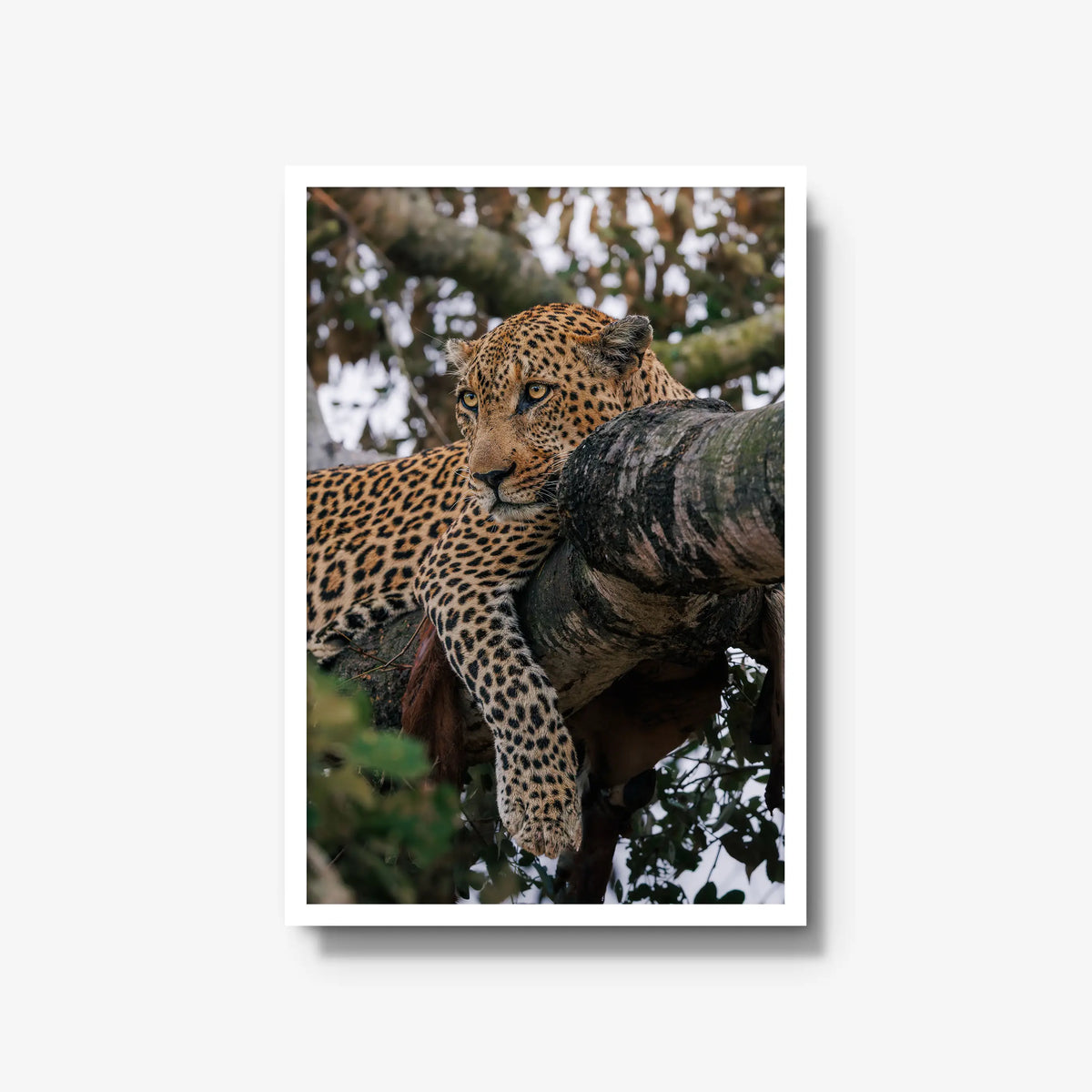 Ntima — large / white / full