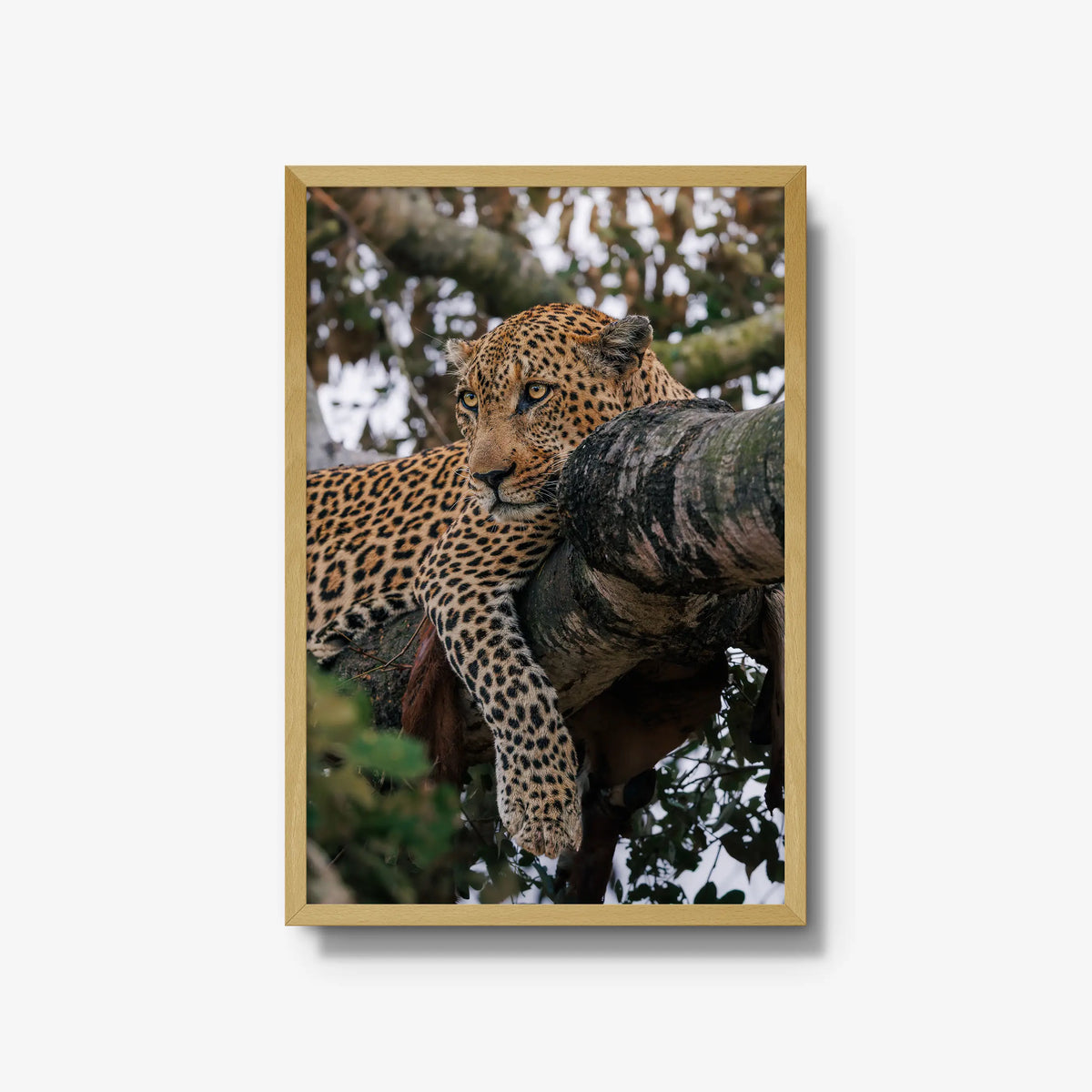 Ntima — large / natural / full
