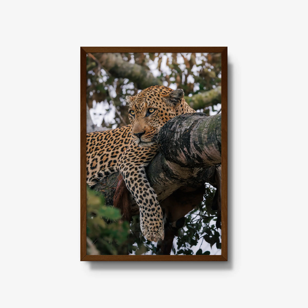 Ntima — large / brown / full