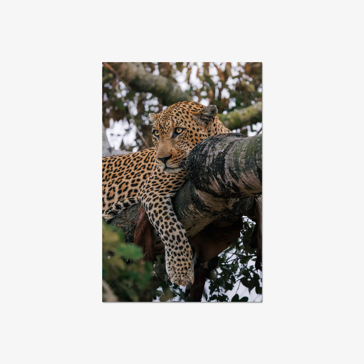 Ntima — large / print / n/a