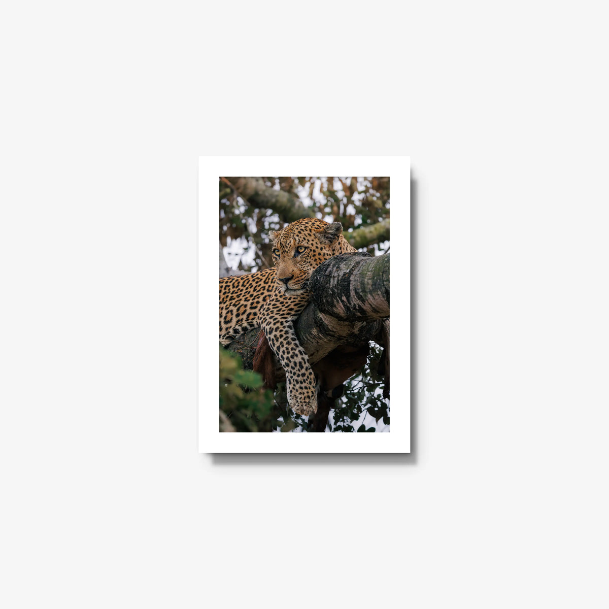 Ntima — mini / white / full