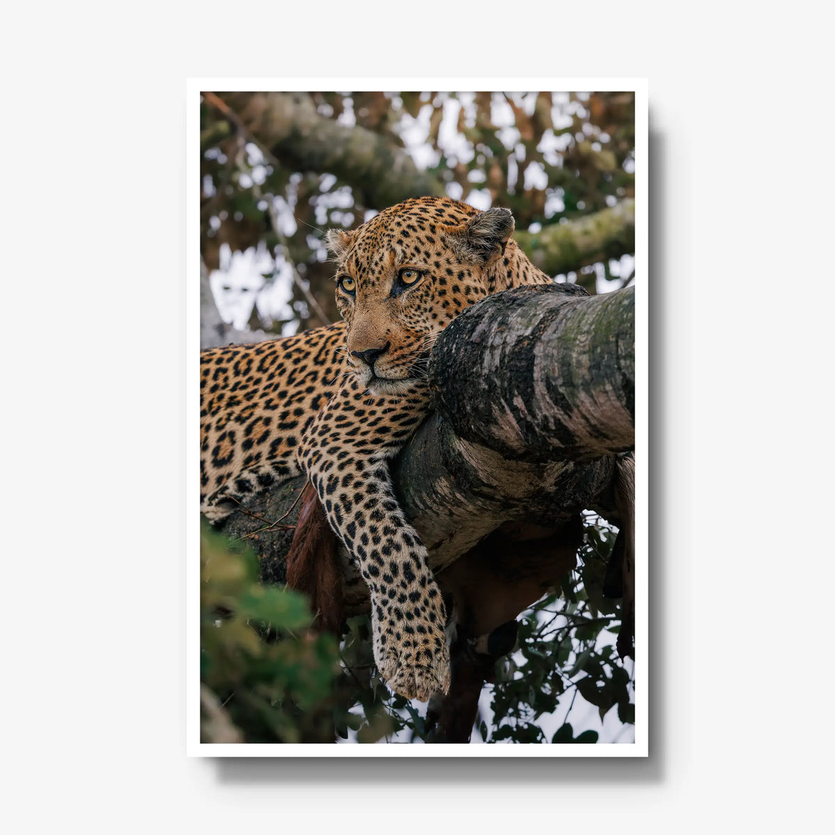 Ntima — gallery / white / full