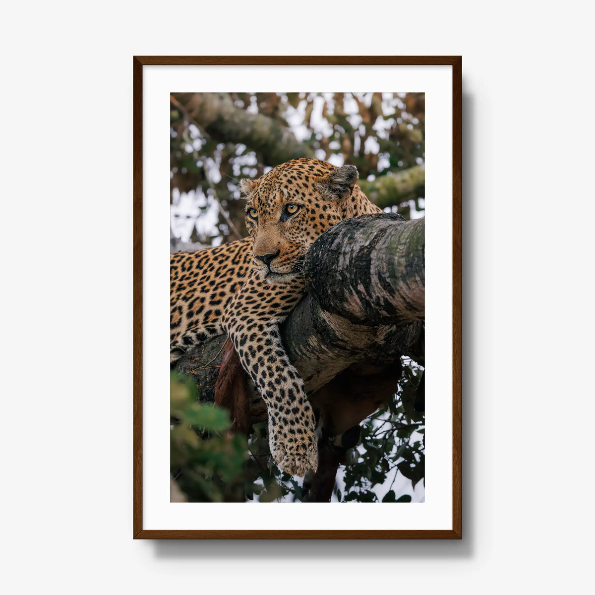 Ntima — gallery / brown / mat