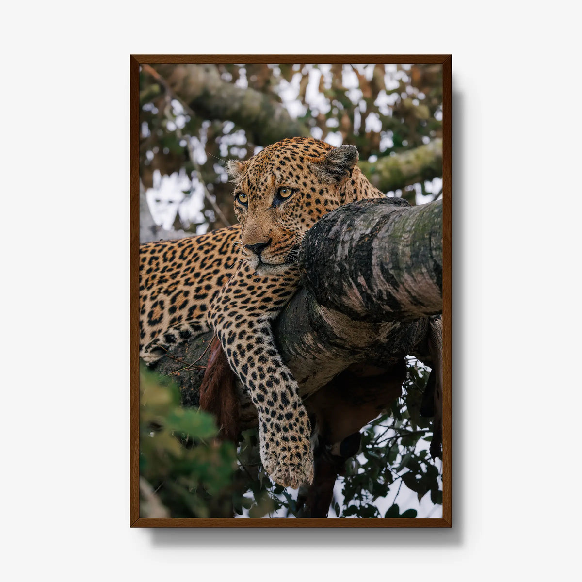 Ntima — gallery / brown / full