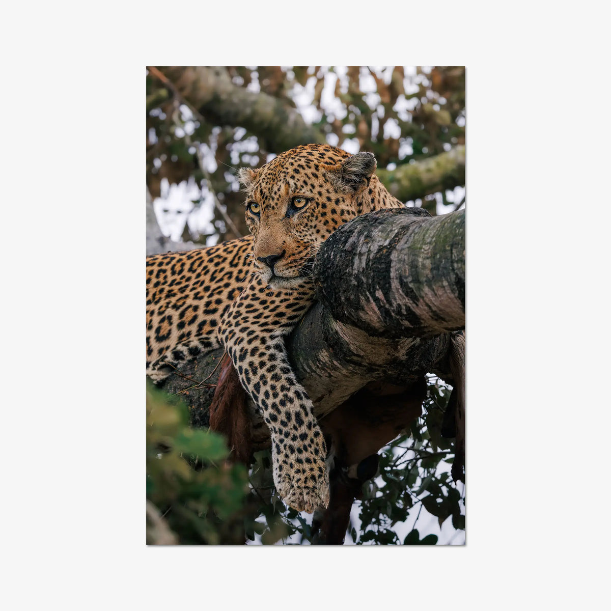 Ntima — gallery / print / n/a