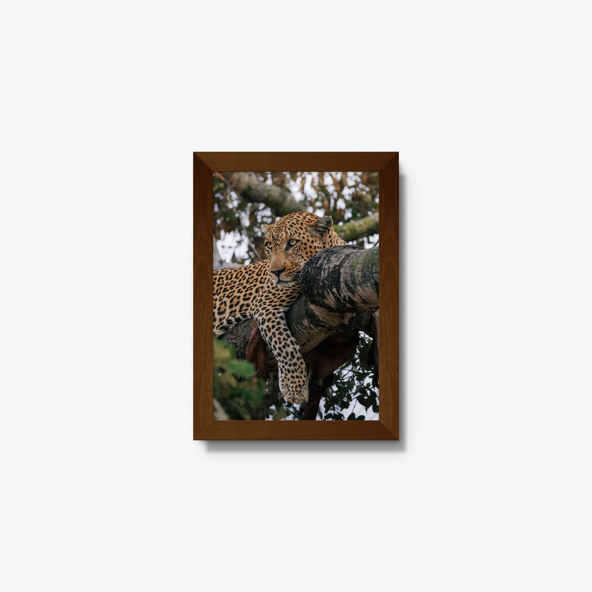 Ntima — mini / brown / full